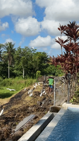 Farmer tills rice paddies with egrets in Ubud