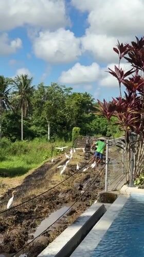 Farmer tills rice paddies with egrets in Ubud