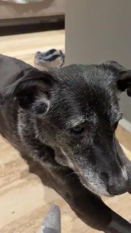 The video shows a gray and black dog lying on a tan tile floor in a home. The dog yawns with its mouth open and then closes its mouth and looks down. The dog is the main subject of the video.  There is a couch in the background and a gray object in the foreground near the dog's feet.  A person's voice speaking Spanish is heard.