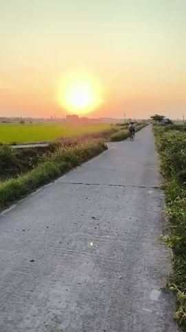 The video shows a concrete road in the countryside at sunset. A person is riding a bicycle in the distance, going away from the camera. A scooter with two people on it passes by, also heading away from the camera. Then, another scooter passes by, driven by a woman wearing a purple helmet and carrying a white plastic bag. The background consists of rice fields and distant buildings. The setting sun dominates the horizon, casting a warm glow over the scene.
