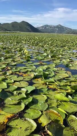 The video shows a drone shot flying over a body of water covered in lily pads. The water is a dark blue, and the lily pads are various shades of green, some with yellowing edges. In the background, there are rolling green hills and a clear blue sky with a few white clouds. The drone moves slowly over the water, revealing the vastness of the lily pad-covered area. There is a wooden boat in the foreground, partially visible on the right side of the frame. The overall impression is one of peaceful natural beauty.