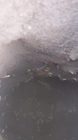 The video shows the inside of a cavity, possibly a hole in a rock or cement structure. The walls of the cavity are rough and textured. At the bottom, there is a dark, liquid pool. Scattered around the pool and along the walls are numerous small, white or translucent insects, possibly springtails or similar arthropods. Some of them are moving. The lighting is dim inside the cavity.