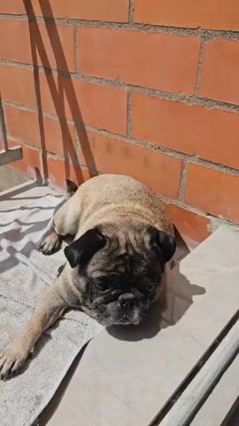 A close up shot captures a tan pug dog, its black face distinct against its lighter coat. It lies prone on a gray towel, which is partially situated on a tile surface. The brick wall provides a backdrop to the scene, casting a long shadow across the frame. Sunlight illuminates the dog's face and the surrounding area, highlighting the brick and towel textures. The camera remains still, providing a stationary perspective of the dog.