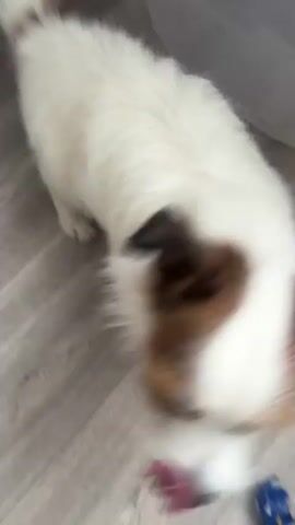A small white and brown dog with floppy ears looks up at the camera from a wooden floor. The dog is partially in focus, with its head and chest visible. A person's legs and feet, wearing light-colored shoes and ripped jeans, are also visible in the foreground. A blue toy is on the floor to the right of the dog. The dog is either lying down or in a crouched position, and its tail is curled up. The scene appears to be indoors, likely in a home.