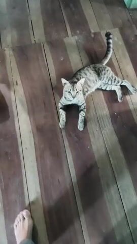 A tabby cat is lying on a wooden floor. The cat is looking directly at the camera. The cat's tail is curled up. The cat's mouth is slightly open, and its tongue is sticking out slightly. The cat's eyes are green. The floor is made of wood planks. The lighting is dim.