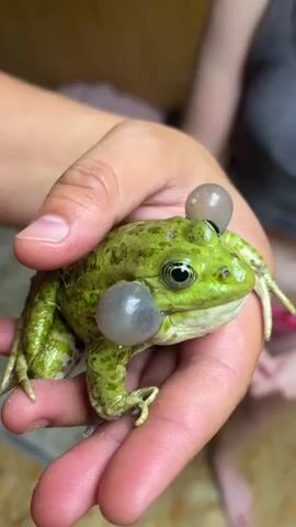 A close-up shot shows a green frog with bulging throat sacs being held in a person's hand. The frog's eyes are visible, and it has a mottled green and brown pattern on its skin. The background is out of focus, but it appears to be an indoor setting with hints of another person visible. The frog's throat sacs inflate and deflate, indicating vocalization.