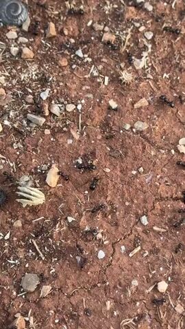 This is a close-up, top-down video of a colony of black ants crawling on dry, reddish-brown soil. The ground is cracked and uneven, with small pebbles, dried plant matter, and some white, circular objects scattered across the surface. Several ant holes are visible, with ants entering and exiting them. The ants are moving in various directions, some in lines and others more randomly. The overall impression is of a busy, active ant colony in a natural, arid environment. The lighting suggests it is daytime, possibly outdoors. There are no humans or other animals visible in the frame.