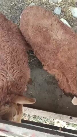 Two sheep are visible in the frame, positioned close together. The sheep in the foreground is facing the camera, with its head slightly lowered. It has light brown wool and prominent ears. A pink ribbon is tied around its neck. Behind it, another sheep with darker brown wool is also facing away from the camera. Both sheep appear to be standing next to a wooden trough. The ground appears to be dirt.