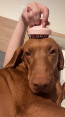 Vizsla dog enjoys relaxing bedroom scalp massage session