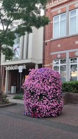 The video pans from left to right, showing a street scene in front of a building with "bibliotheek" visible on the facade. A large, overflowing bush of pink and purple flowers is prominently displayed on the sidewalk. To the left of the building, a mature tree with green foliage stands. Further to the left, another building with red brick is visible, and further down the street, what appears to be temporary structures or stalls, one bright pink, are set up. The street is paved with brick. The scene is well-lit, suggesting it is daytime.