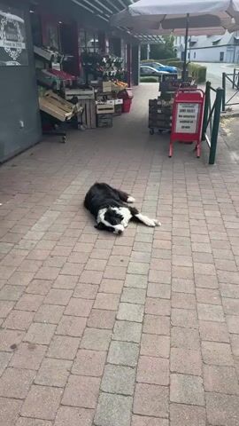 A black and white border collie lies on a brick sidewalk in front of a store. A person walks by in the background. A hand reaches down to the dog.
