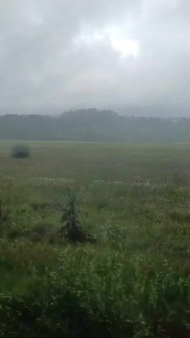 The video shows a wide, green field under a cloudy, grey sky. In the distance, a line of trees forms a dark green horizon. The field appears to be covered in grass and some small wildflowers. The overall impression is of a natural, outdoor landscape. The video is filmed from a low angle, possibly from a moving vehicle, as indicated by the slight blur and motion. There are no people or man-made objects visible in the frame.