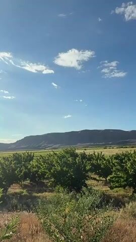 The video shows a landscape with trees and mountains under a blue sky with clouds. The sun is visible on the left side of the frame. The camera pans across the scene, showing rows of green trees in the foreground and middle ground, with a distant mountain range in the background. The overall impression is of a rural or agricultural setting on a sunny day.