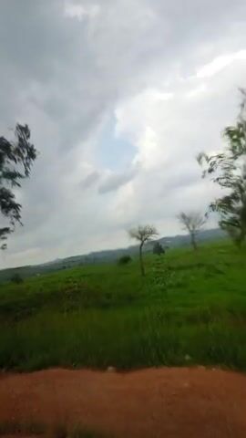 A video shows a roadside view with trees and fields. In the foreground, there is a dirt road. To the left, a cluster of tall, slender trees with green foliage stands. Beyond the trees, a vast expanse of bright green fields stretches out, with gentle hills in the background. The sky is overcast with white and grey clouds. The camera appears to be moving, as indicated by the slight blur and the changing perspective of the scenery.