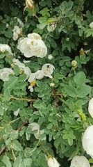 Bee documented foraging in white rose garden in Кемуль, Russia