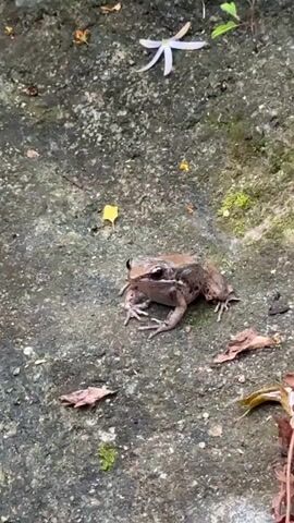 A medium shot shows a small, brown-grey frog sitting on a textured, grey surface, likely concrete or rock, which is partially covered in moss. Scattered around the frog are dry leaves in shades of brown and yellow, and a few small green plant shoots. A single white flower petal is visible in the upper part of the frame. The frog is initially still, facing slightly to the left of the frame. It then begins to inflate its vocal sac, a white area under its chin, and emits a distinct croaking sound several times. The sound of running water is audible in the background throughout the video. The scene appears to be outdoors during daylight.