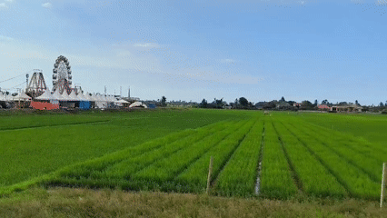 Indonesian village life documented: fairground, mosque, rice fields