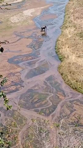 From an elevated position, the camera captures an elephant wading in a wide, shallow, and meandering riverbed. The riverbed is a mix of sandy brown and water, with multiple winding streams creating an intricate pattern. On either side of the river, there is dry grassland. The elephant is dark gray and appears to be moving slowly through the water. The foreground features a few leafy branches, slightly obscuring the view.