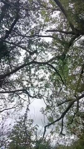 The video shows a low-angle view looking up into the canopy of a large tree. The sky is overcast and appears grey and cloudy. The branches of the tree are thick and gnarled, with many smaller branches and leaves visible. The leaves are predominantly green, but some appear to be lighter or yellowing. The overall impression is one of lush foliage and a dense tree structure. There are no people or animals visible in the video. The camera appears to be stationary, with no visible movement or panning.