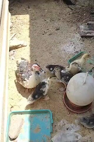 A group of ducklings, some dark and some light-colored, huddle around a large white feeder. A larger, dark-colored duck with white markings on its chest and neck is also present, appearing to be interacting with the ducklings. The ground is covered in dirt and sand, with some scattered debris. A teal-colored plastic bin is visible in the lower left corner. The scene appears to be an outdoor enclosure, possibly a farmyard or backyard. The lighting suggests it is daytime, with shadows indicating sunlight.
