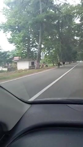 The video shows a view from inside a vehicle traveling on a paved road. The road has white lane markings. On the left side of the road, there are trees, a small white building, and several cows. On the right side of the road, there are more trees. The vehicle passes a few cows and then a silver car. The road curves to the right.