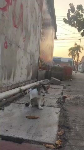 A calico cat sits on a concrete sidewalk next to a building with a textured, aged wall. The cat is grooming itself, scratching its neck with its hind leg. The sun is low in the sky, casting a warm glow over the scene. In the background, there are some palm trees and hints of other buildings. The sidewalk is littered with a few fallen leaves.