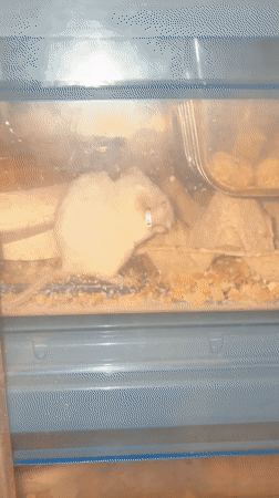 Tagged white mouse in a clear research enclosure, Tel Aviv