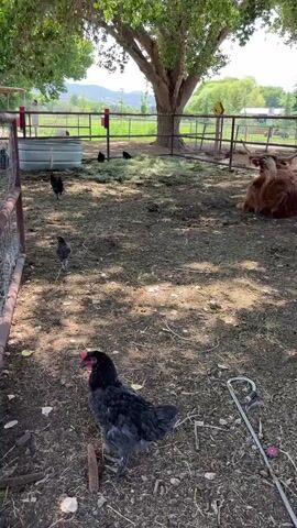 A black chicken stands on dirt ground in a fenced-in enclosure. To the left and slightly behind it, a grey chicken is walking. In the background, several other black chickens are scattered around a pile of hay. A brown cow is lying down to the right of the enclosure. The enclosure has a metal fence and a large tree with shade overhead. Other elements in the enclosure include a metal trough, a pole with a hook, and some loose debris on the ground. The overall environment appears to be a farm or rural setting.