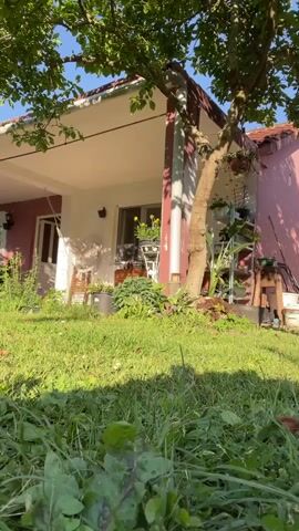 The video opens with a low-angle view of a vibrant green lawn under bright sunshine, with a residential house and a leafy tree in the background. The house features a white porch area and a pink/reddish wall.

A woman enters the frame from the right side, wearing denim shorts, a white crop top, and white sneakers with pink and green accents. She has curly, reddish-brown hair and several tattoos on her arms and legs. She gracefully squats down, then sits on the grass, facing the camera.

Once seated, she extends her left arm, holding up an empty, clear wine glass, and smiles serenely at the camera, as if making a toast. The strong sunlight casts clear shadows on the grass, highlighting the bright outdoor setting. The scene conveys a relaxed, cheerful mood in what appears to be a home garden, consistent with the provided location of Danilovgrad, Montenegro.