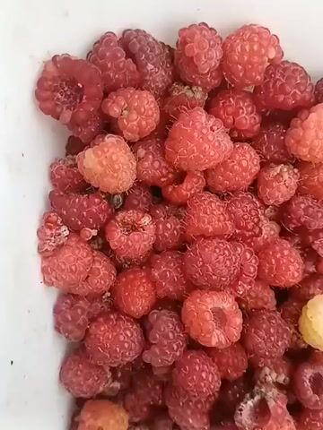 The video shows a close-up, top-down view of a pile of raspberries in a white container. The raspberries are mostly red, with some appearing lighter pink or even yellowish, suggesting varying degrees of ripeness. Some raspberries appear whole and plump, while others are crushed or damaged, with visible signs of decay or insect activity. In the center of the frame, a small, dark insect, possibly a beetle, is visible on one of the raspberries. The lighting is consistent throughout the clip, indicating it was filmed in a single session without significant changes in light source or intensity. The camera is held steadily, with minimal movement, focusing on the texture and detail of the fruit.