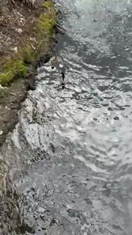 The video shows a small stream of water flowing along a mossy bank.  A duck is floating in the stream.  The water is somewhat turbulent and reflecting light.  The bank is made of dirt, moss, and some scattered dry leaves.  The water flows swiftly downstream.