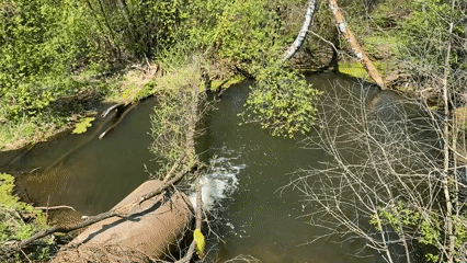 Natural water features documented in Malyi Bukor woodland area