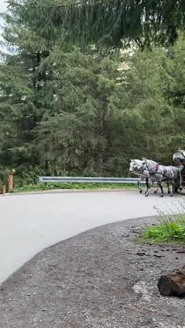 A horse-drawn carriage moves along a curved asphalt road. The carriage is pulled by two white horses with grey spots. The carriage has a brown wooden base and a white canopy covering the seating area.  Several people are visible inside the carriage, appearing to be passengers. A person is driving the horses. The road is surrounded by tall green pine trees and dense foliage. A hiker with a blue backpack walks along the road behind the carriage. The area has a natural, forested environment.
