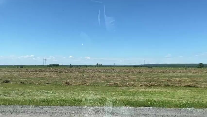 The video captures a daytime view from a moving vehicle looking out at a rural landscape under a clear blue sky. The foreground shows a strip of green grass and a blurred gray surface, likely a road or path. Beyond this, a large field is visible, with sections of mown hay laid out in rows and some scattered round hay bales. In the middle ground, a small white and black object, possibly a marker or small structure, is situated in a grassy area. In the distance, a line of trees forms the horizon, with scattered utility poles visible against the sky. The sun is bright, casting a clear light on the scene, and there are faint reflections on the surface through which the video is being filmed, suggesting it is taken from inside a vehicle.
