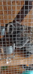 Domestic animals observed in indoor settings during morning hours