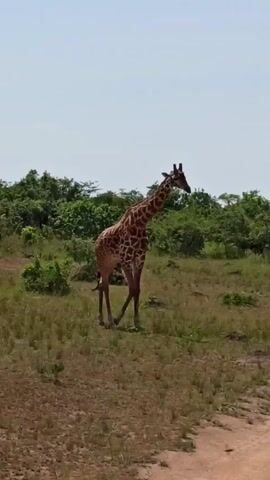 A medium shot shows a giraffe in a grassy area. It is tall and brown with tan spots, and a long neck. The giraffe walks from left to right in the frame. The ground is covered in dry grass, with some green patches. There are green trees in the background, and the sky is a pale blue. A dirt road is visible in the foreground. Someone says "That's the mile" at the start of the video.