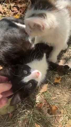 A close-up video shows two kittens playing outdoors on the ground. The kitten in the foreground is black and white with green eyes and is lying on its back, being petted by a hand. Another kitten, mostly white with brown and black markings, is leaning over the first kitten, appearing to nuzzle or lick it. Fallen leaves and grass are visible in the background, suggesting an outdoor setting. The lighting indicates it is daytime.