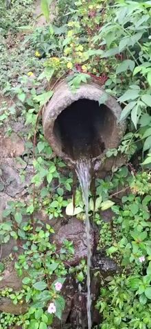 A concrete pipe is situated against a rock wall, overgrown with lush green vegetation. Water is flowing from the opening of the pipe, creating a narrow stream that cascades down onto rocks below. The stream then flows into a larger body of water at the bottom of the frame. The water appears clear, and the surrounding environment is natural and verdant, with small pink flowers visible amongst the leaves.