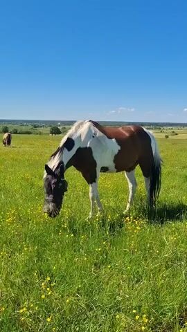 A brown and white horse wearing a fly mask grazes in a green field dotted with yellow flowers under a clear blue sky. The horse is positioned in the center of the frame, with its head lowered to the ground as it eats grass. In the background, rolling hills and distant trees are visible. The scene appears to be a pastoral landscape on a sunny day.
