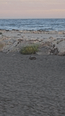 Málaga beach at dusk: people, a rabbit, and a passing cargo ship