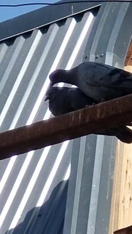 Two pigeons perch on a rusty metal beam. The pigeon on the right is perched above and behind the pigeon on the left. The pigeon on the right is nudging the head of the pigeon on the left. The pigeons are dark gray in color. Behind the pigeons is a corrugated metal wall with vertical white stripes. To the right of the metal wall is a wooden structure. The scene is outdoors under a bright sky.