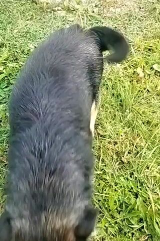 A video captures a dog from a top-down perspective. The dog, with black and tan fur, is sitting on a patch of green grass. Its mouth is open, and its tongue is visible. The dog’s tail is curved upwards. The video appears to be shot outdoors, with sunlight illuminating the scene.