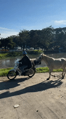 Horse, recreation activities observed in Da Lat park area