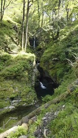 The video displays a view from a slightly elevated position looking down at a small waterfall in a densely forested area. The waterfall cascades down a moss-covered, rocky slope, creating a small pool at the bottom. Fallen trees are visible on the slope leading down to the water. The surrounding forest features tall, slender trees and lush green vegetation. Sunlight filters through the canopy, highlighting patches of moss and foliage. The overall scene evokes a sense of natural beauty and tranquility.