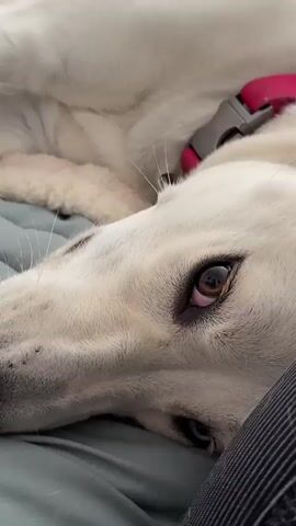 The video begins with a close-up shot of a white dog's face. A human hand enters the frame and gently touches the dog's nose, prompting the dog to lick its nose. The dog then opens its mouth slightly, revealing its teeth and gums. The hand then pokes the inside of the dog's mouth. The dog is lying on a soft, light-colored surface, possibly a bed, with a blue blanket underneath. A pink collar is visible around the dog's neck. The lighting is soft and appears to be natural.