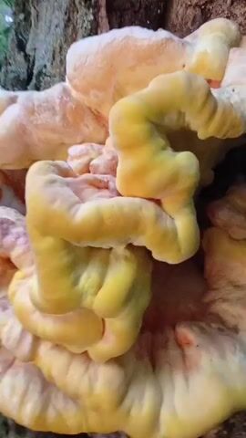 The video shows a close-up, shaky view of a large, yellow-orange, shelf-like fungus growing on the side of a tree trunk. The fungus appears fleshy and somewhat spongy, with undulating surfaces and rounded edges. The texture is uneven, with some parts smoother and lighter in color, transitioning to more vibrant orange and yellow hues. The background is out of focus, but suggests a natural outdoor environment with glimpses of greenery and the rough bark of the tree. The lighting is somewhat dim, highlighting the fungus and casting shadows. The camera is moving, creating a dynamic and somewhat disorienting perspective of the fungus.