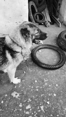 A black and white video shows a dog playing with a tire. The dog is medium-sized with long, shaggy fur. The dog is in an outdoor area with a concrete floor and a rough-looking wall. There are several old tires scattered around the area. The dog runs around the tire, shakes its head, and sometimes gets tangled in the tire's rim. The dog appears to be having fun. The video is short, lasting only about 5 seconds.