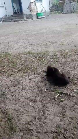 A small black puppy is lying on the ground and chewing on a stick or bone. The puppy is in an outdoor area with dirt and grass. In the background, there is a building with a white wall and a blue door. The building appears to be in disrepair. There are also some bricks and a green bucket visible in the background. The video is shot from a high angle, looking down at the puppy.