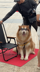 Costumed dogs with sunglasses draw crowds in Da Lat square