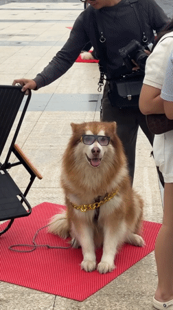 Costumed dogs with sunglasses draw crowds in Da Lat square